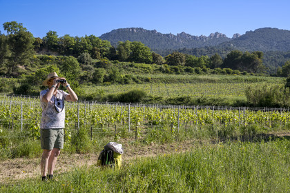 France, Vaucluse (84), Dentelles de Montmirail, Beaumes-de-Venise, randonneurs observant le versant Sud de la montagne des Dentelles Sarrasines et le Clapis