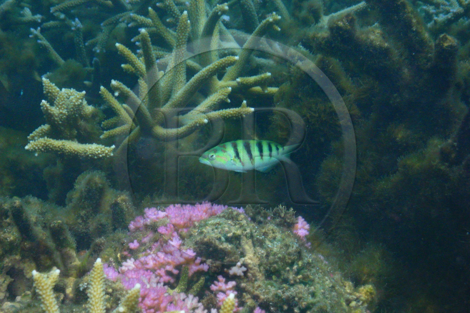France, île de la Réunion, le récif corallien du lagon de la plage de Saint-Gilles et de l'Ermitage (vue sous-marine)