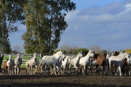 Spain, Andalusia, Seville Province, Utrera, the Ayala stud farm (Yeguada Ayala), Andalusian horse also known as the Pure Spanish Horse or PRE (Pura Raza Espanola)