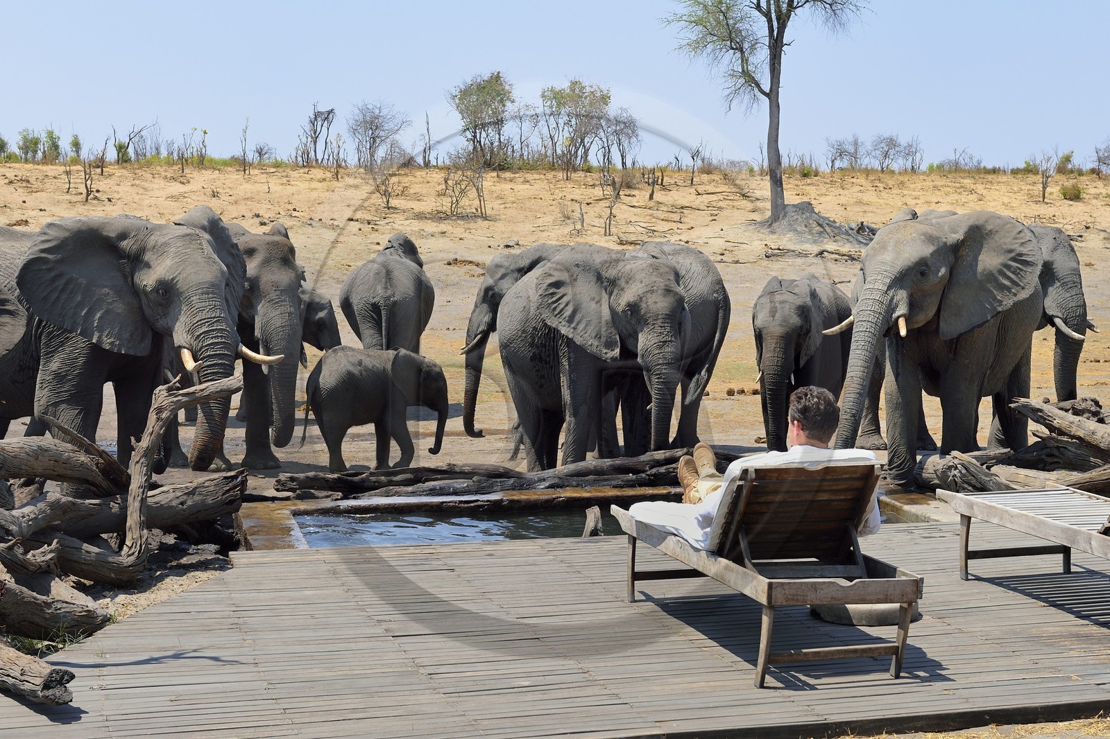 Zimbabwe, Matabeleland North Province, Hwange National Park, Somalisa Expedition Camp from African Bush Camps, watching elephants drinking at the edge of the lodge