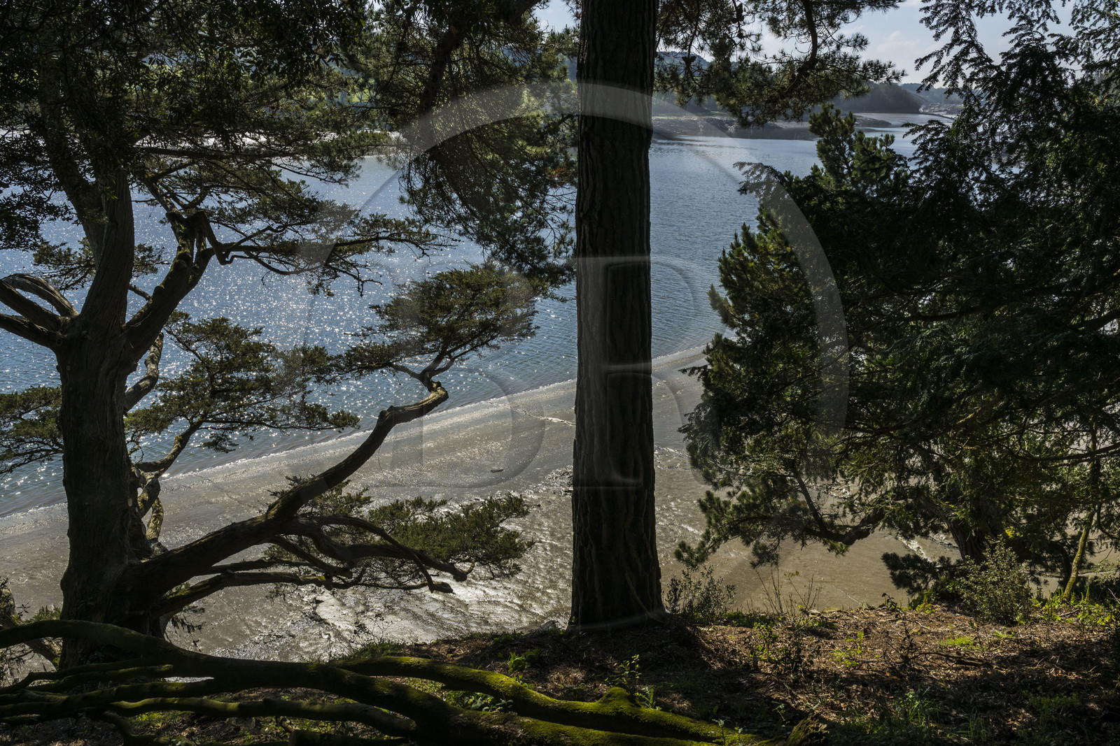 France, Côtes-d'Armor (22), Plouguiel, le Jardin botanique du Kestellic, classé jardin remarquable, dominant le fleuve Jaudy