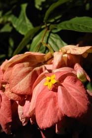 France, île de la Réunion, Bougainvilliers et sa fleur