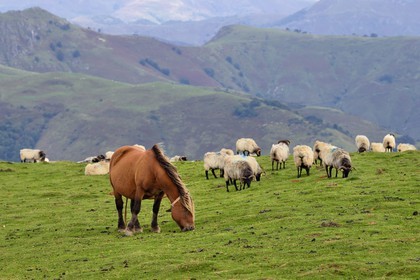 France, Pyrenees Atlantiques, Basque Country, Camino de Santiago (the Way of St. James) on the GR 65 between Saint Jean Pied de Port and Roncesvalles, manech blackhead sheep flock and pottok pony
