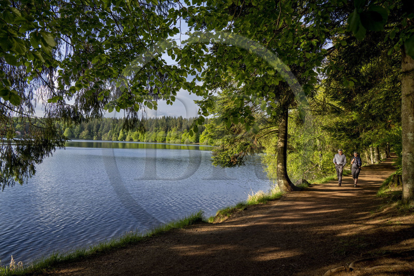 France, Haute-Loire (43), Bouchet-Saint-Nicolas, randonnée avec un âne sur le chemin de Stevenson (GR 70), le lac du Bouchet est un lac circulaire d'origine volcanique