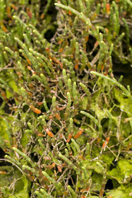 France, Cotes d'Armor, Grand Site de France Cap d'Erquy – Cap Frehel, Erquy,