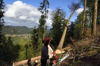 France, Bas Rhin, Northern Vosges Regional Natural Park, Obersteinbach, Steinbach national forest, logger Emmanuel Birgel cutting spruce trees sick by bark beetles underneath the ruins of the Wittschloessel fort