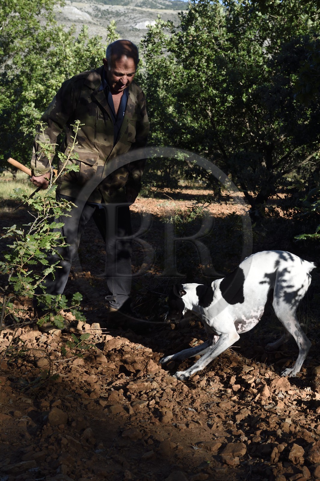 France, Var, Bauduen, search for truffles in the Domaine du Hameau des Clos, the truffle grower Marcel Demaria and his dog