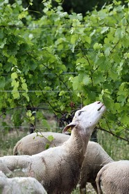 France, Bas Rhin, the Alsace Wine Route, Traenheim, Wine estate MULLER Charles & Fils, the folivorous sheep between the vines allow an organic maintenance