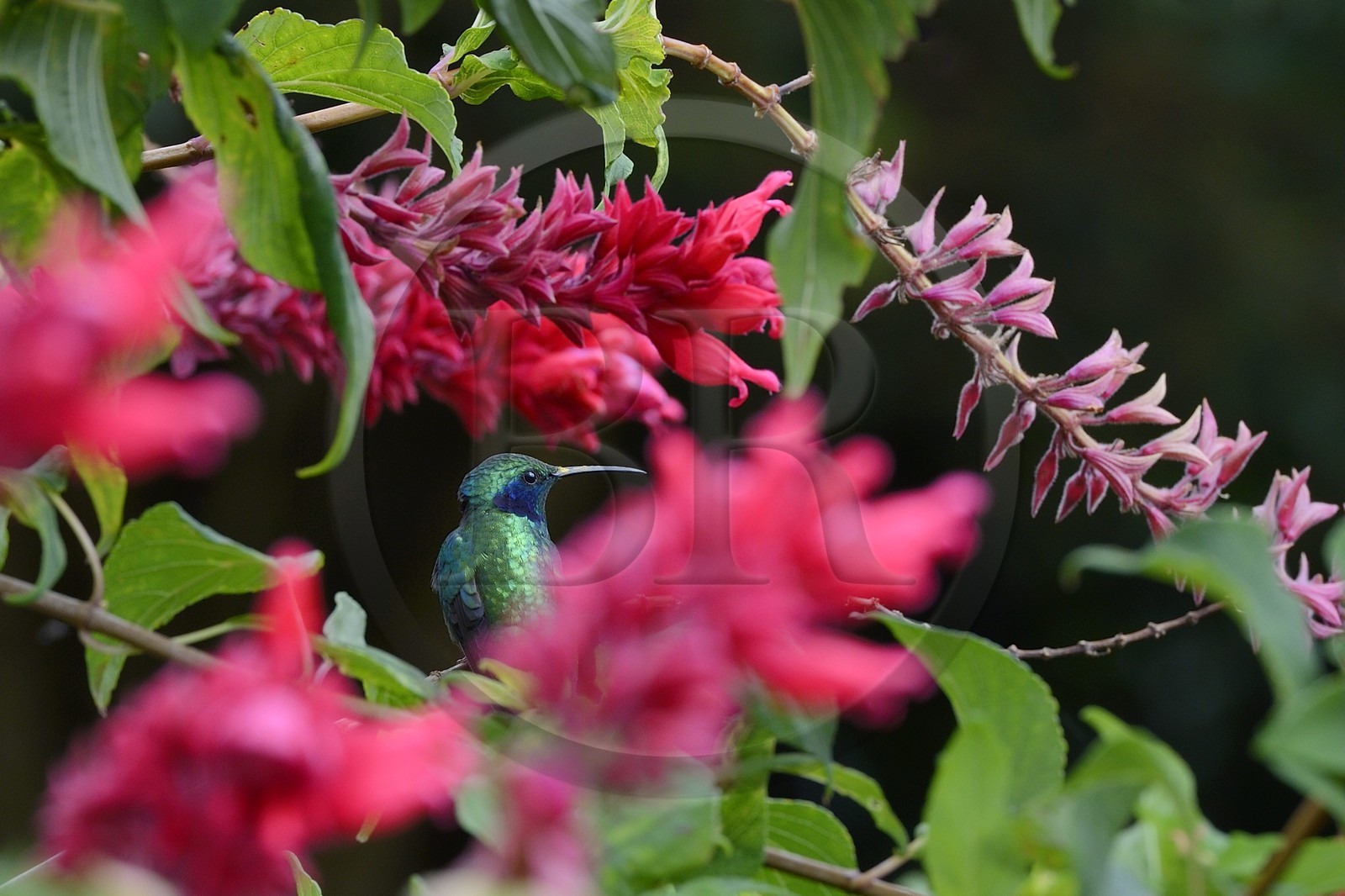 Panama, province de Chiriqui, Boquete, plantation de café Finca Lerida, colibri