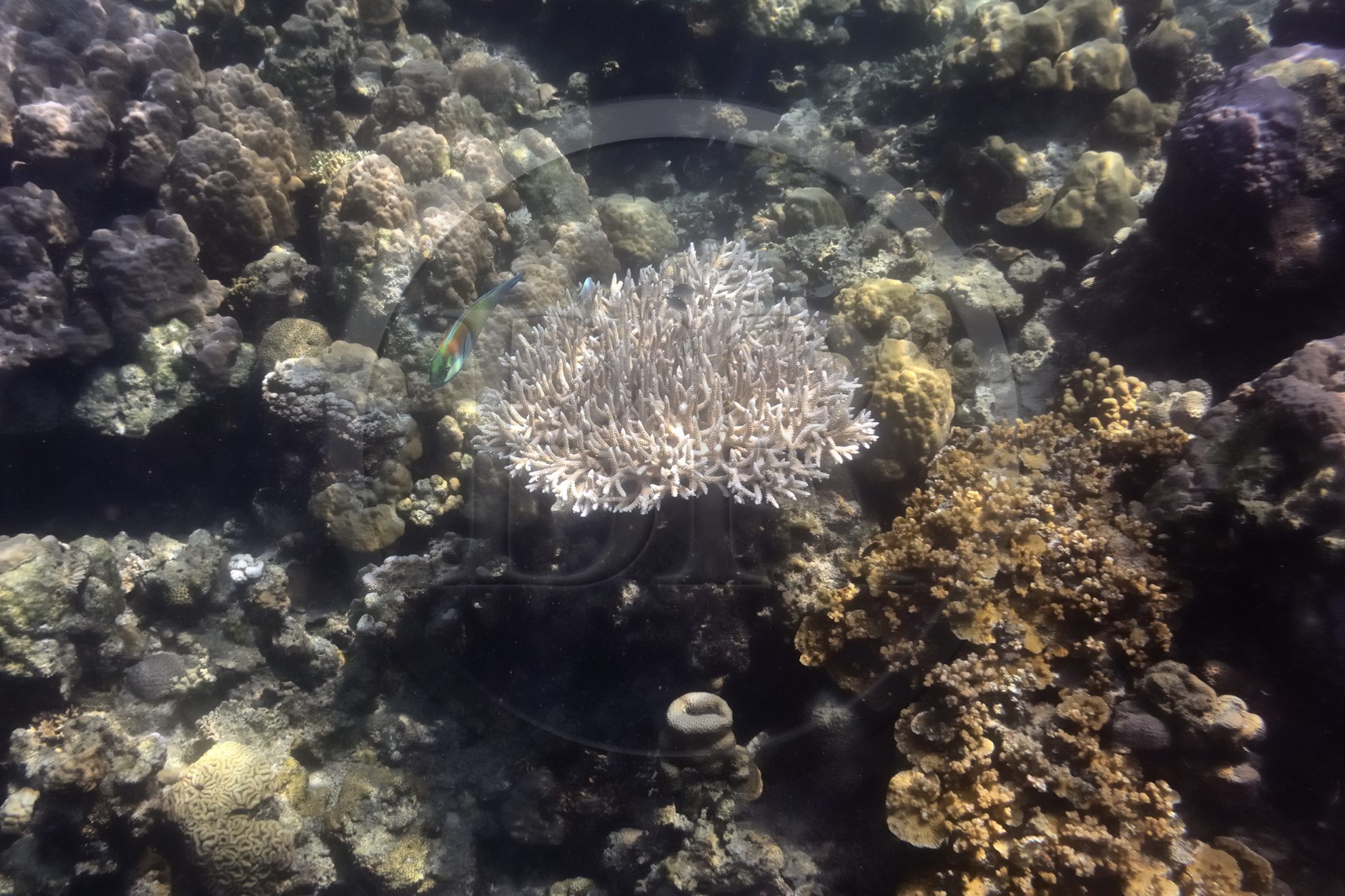 Philippines, Calamian Islands dans le nord de Palawan, Coron Island Natural Biotic Area, récif de corail