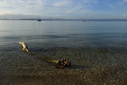 France, Var (83), Iles d'Hyères, parc national de Port Cros, Ile de Porquerolles, plage de la Courtade