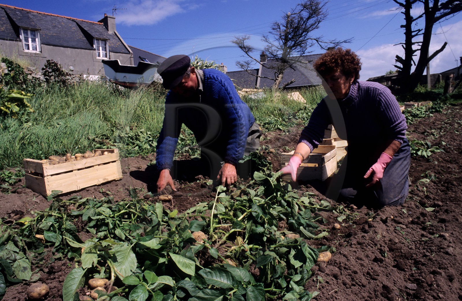 France, Finistère (29), île de Batz, petite exploitation familiale de pommes de terre
