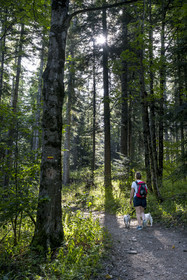 France, Hautes Alpes (05), Crots, randonnée en forêt domaniale de Boscodon