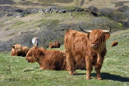 Royaume-Uni, Ecosse, Highland, Hébrides intérieures, Ile de Mull, vaches de race Highland