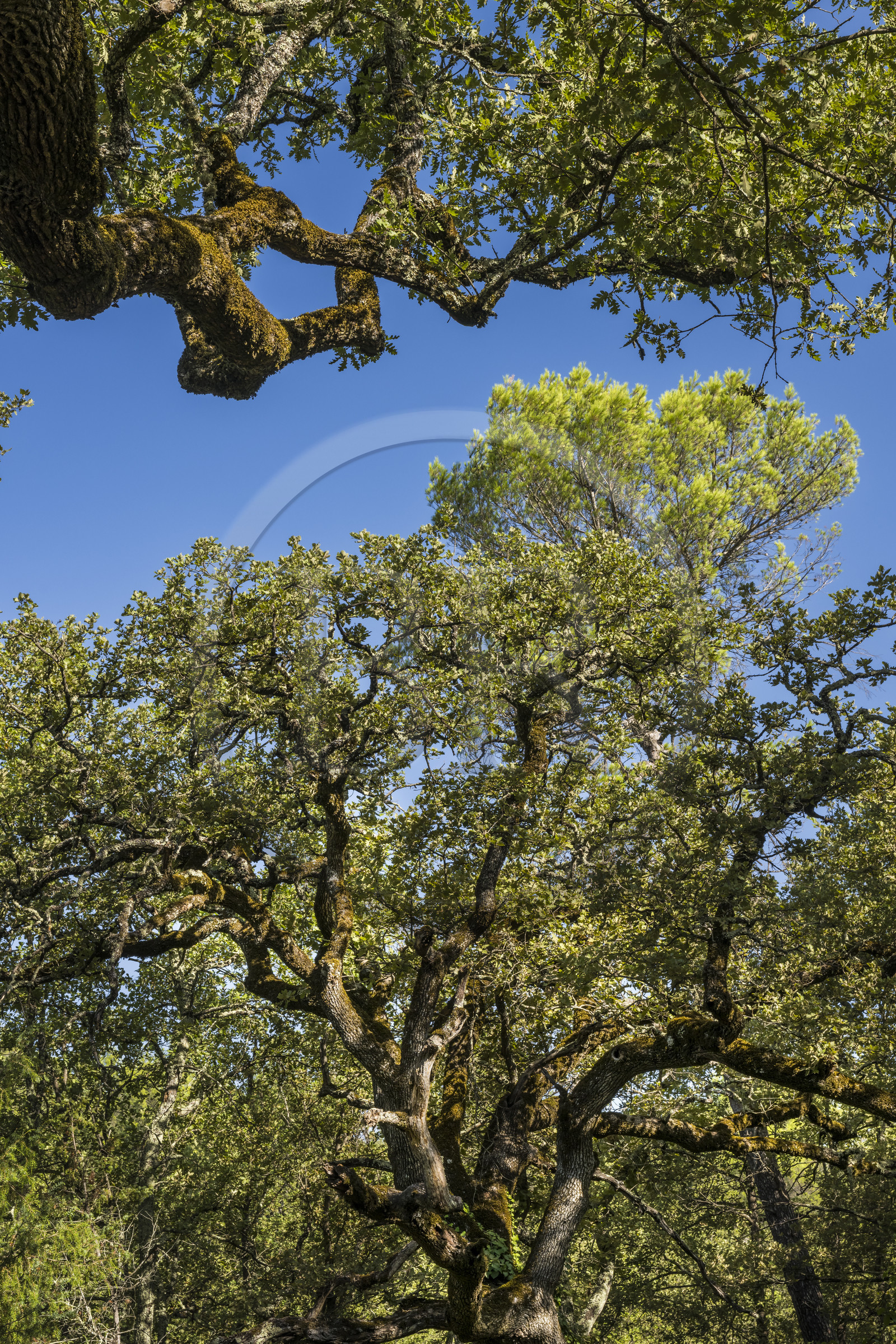 France, Var (83), Provence Verte, Bras, Académie du Bain de Forêt Provençale, forêt du domaine Le Peyrourier - une campagne en Provence