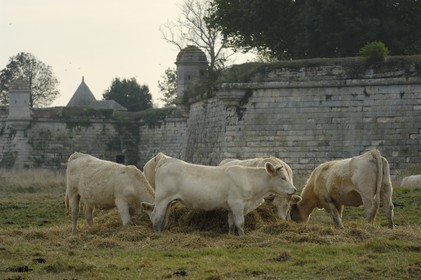 France, Charente-Maritime (17), citadelle de Brouage, troupeau de vaches au pied des remparts surmontés d'échaugettes