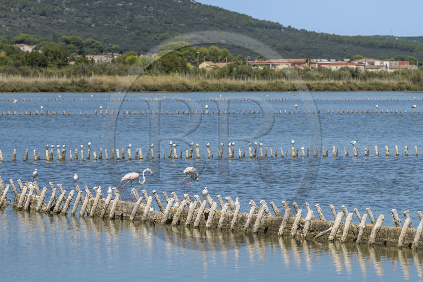 France, Herault, Frontignan, pink flamingos (Phoenicopterus roseus) in the pond of Ingril in the old saltworks