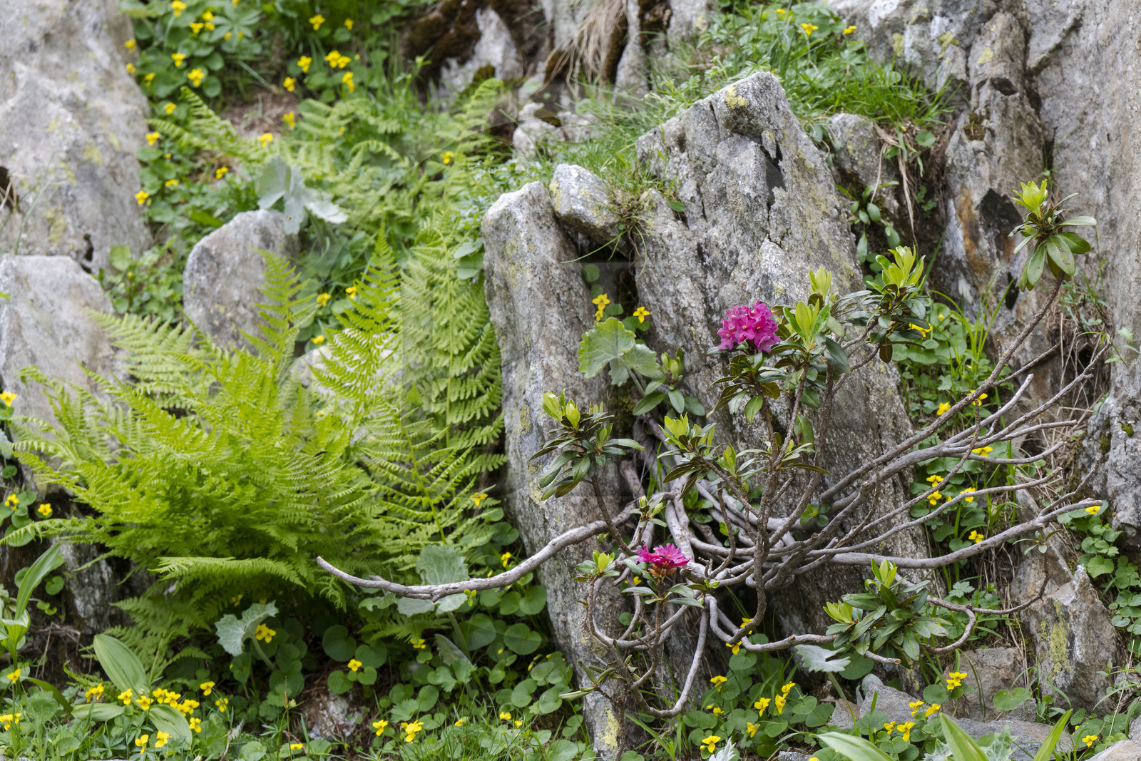France, Alpes-Maritimes, Parc National du Mercantour (Mercantour national park), Haute Vesubie, Saint Martin Vesubie, Val du Haut Boréon, Rhododendron ferrugineux
