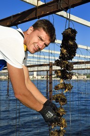 France, Var (83), La Seyne-sur-Mer, l'ostréiculteur Jean Christophe Giol dans la baie de Tamaris