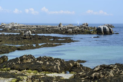 France, Finistere, La Foret Fouesnant, Glenan islands, Ile aux Moutons