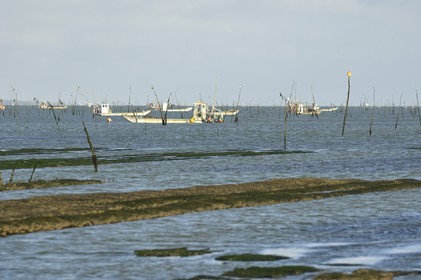 France, Charente-Maritime (17), le bassin Marrennes-Oléron au large de l'Ile d'Oléron, chaland dans les parcs à huîtres