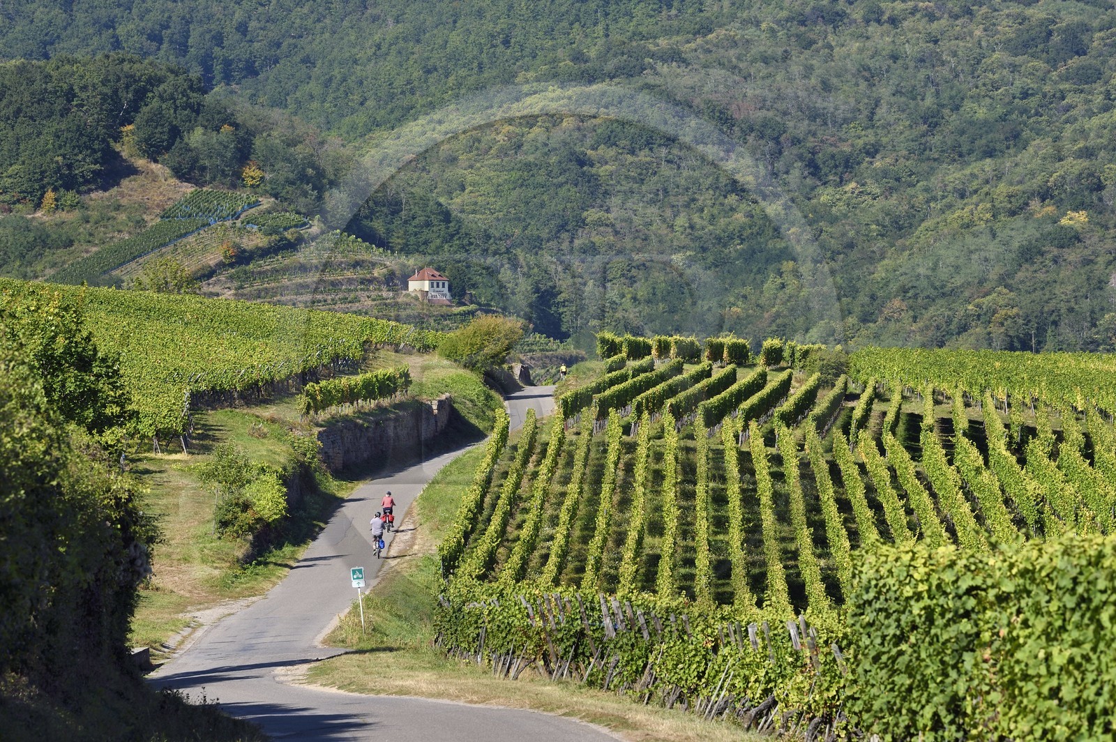 France, Haut-Rhin (68), Route des vins d'Alsace, la véloroute traverse le vignoble de Hunawihr