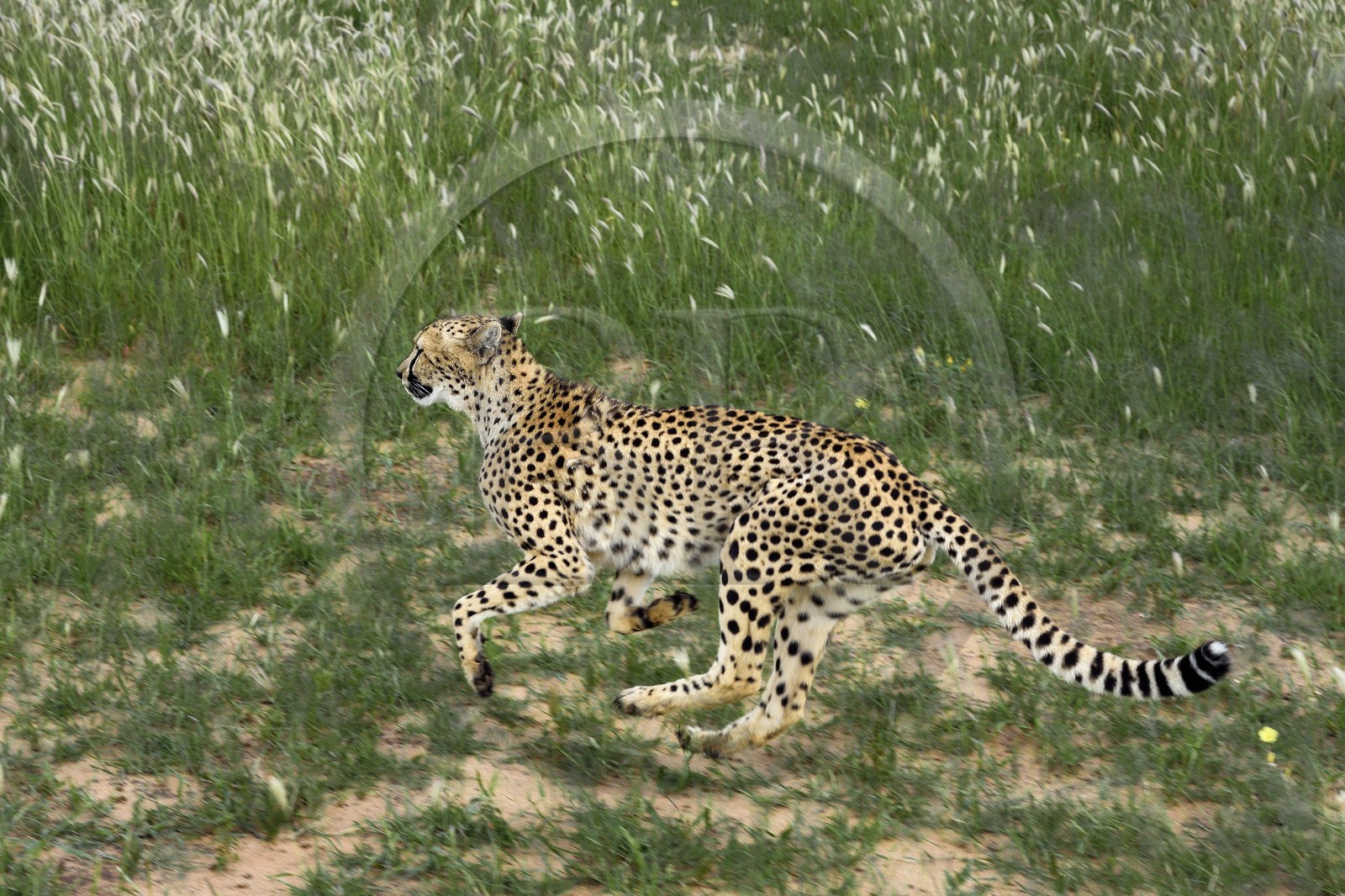 Namibia, Otjiwarongo, Cheetah Conservation Fund, research and education centre, cheetah (Acinonyx jubatus) trained to run to keep fit and healthy