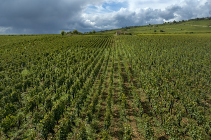 France, Côte-d'Or (21), les climats de Bourgogne classés Patrimoine Mondial de l'UNESCO, Route des Grands Crus, vignoble de la Côte de Beaune, Beaune La Montagne, vignobles des Hospices de Beaune le Clos des Avaux, un AOC Beaune 1er cru (vue aérienne)