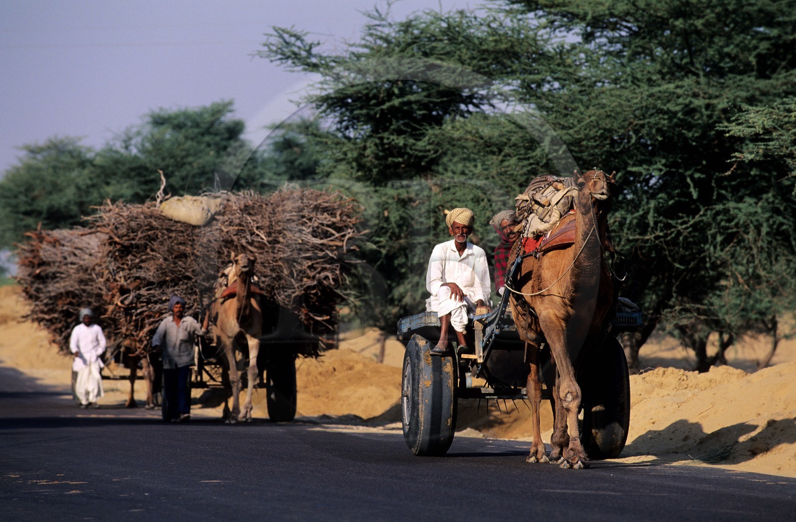 India, Rajasthan State, Bikaner area, dromadery carrying a wooden cart