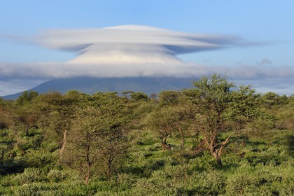 Namibia, Otjozondjupa region, Otjiwarongo, multiple lenticular cloud (altocumulus lenticularis) that covers one of the twin Omataco mountains near Otjiwarongo and group of Chacma baboon (Papio ursinus) in the foreground