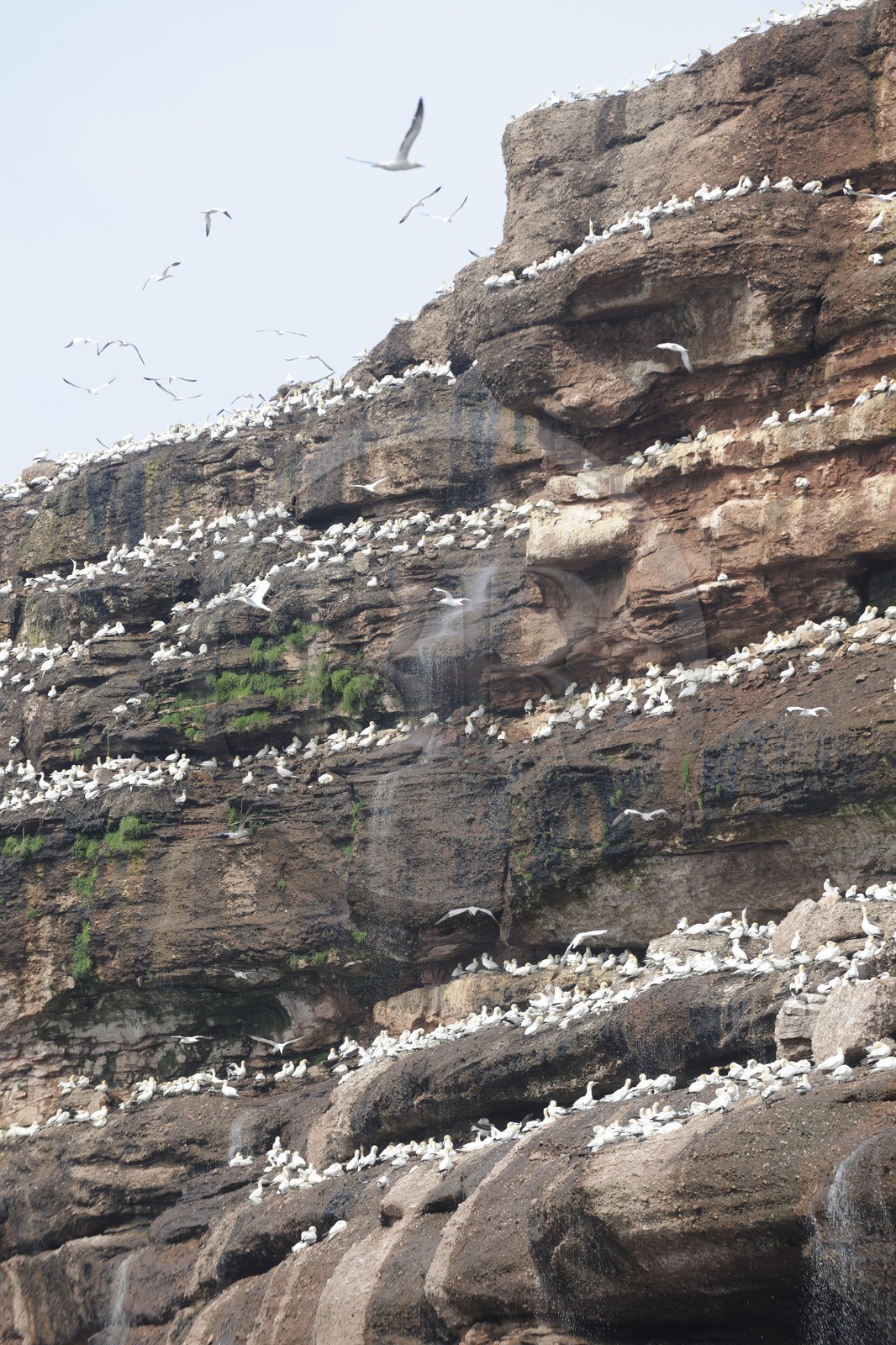 Canada, Quebec Province, Gaspesie, île Bonaventure (Bonaventure Island), Northern Gannets