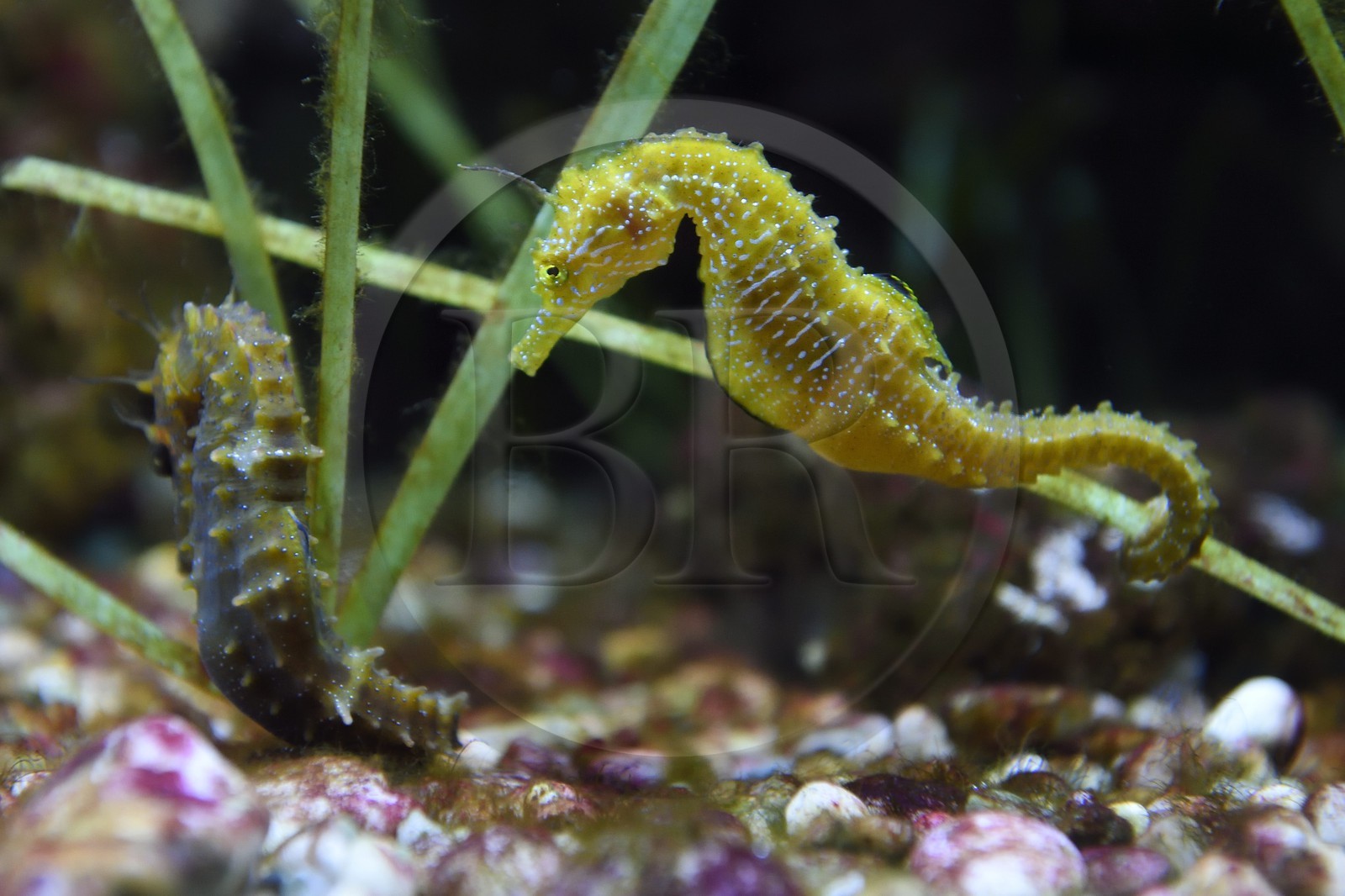 France, Var, Ile des Embiez, the Paul Ricard Oceanographic Institute, long-snouted seahorse (Hippocampus guttulatus)