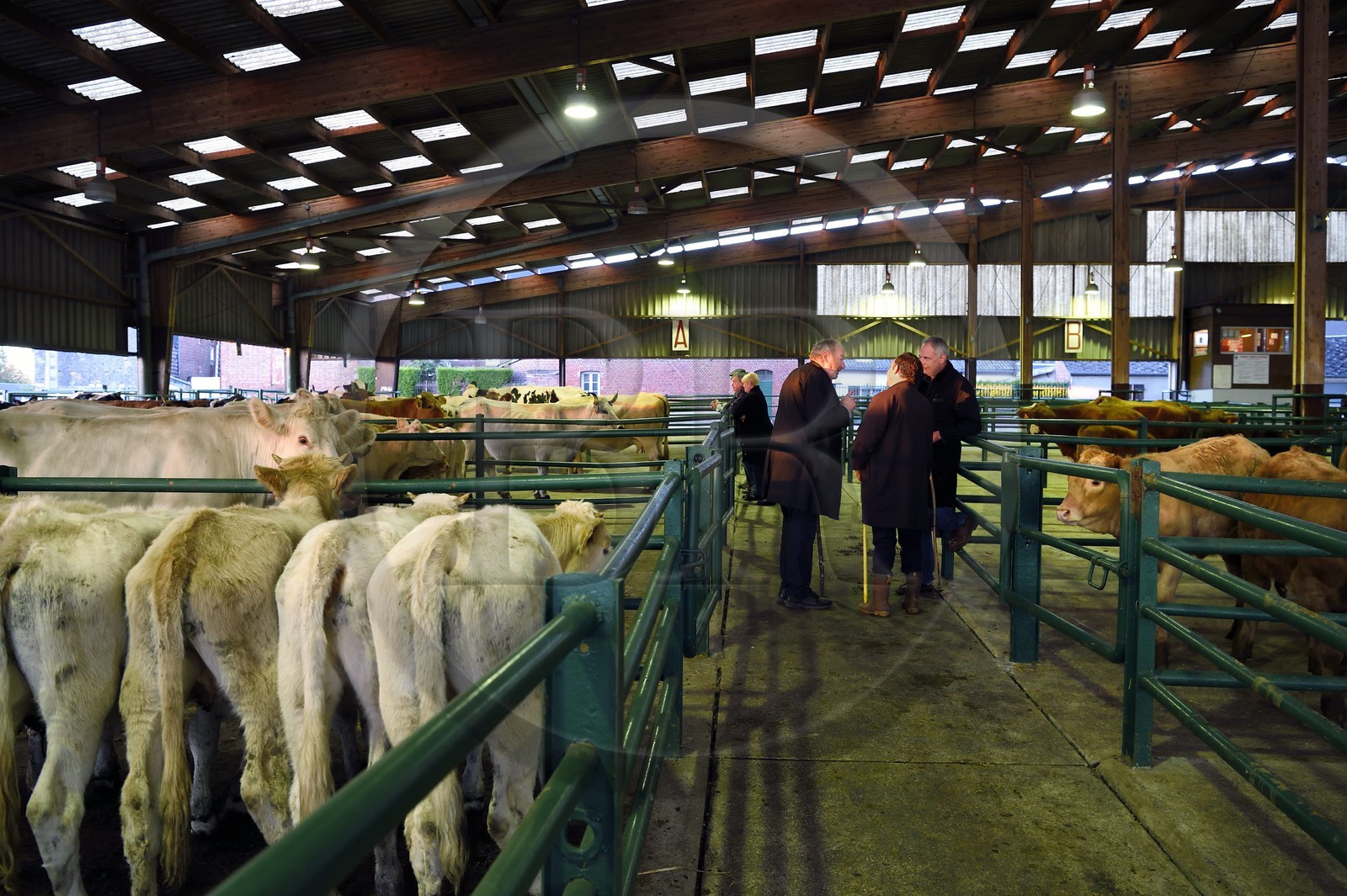 France, Seine-Maritime (76), Forges-les-eaux, marché couvert aux bestiaux, les négociations entre acheteurs et vendeurs se font de gré à gré