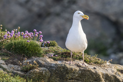 France, Finistère (29), Pays des Abers, Ile Vierge dans l'archipel de Lilia, goéland