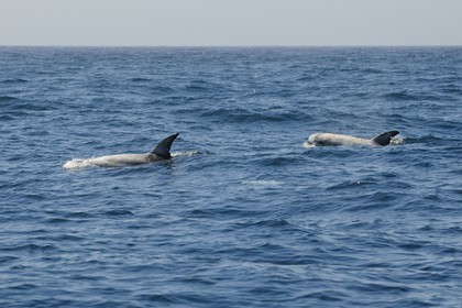 United States, California, Monterey Bay, Risso's Dolphin (Grampus griseus)