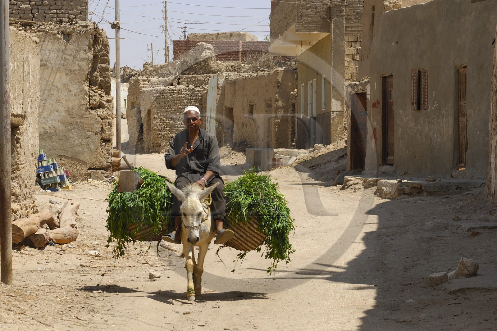 Egypte, Basse-Egypte, désert libyque, oasis de Bahariya (Bahareyya)
