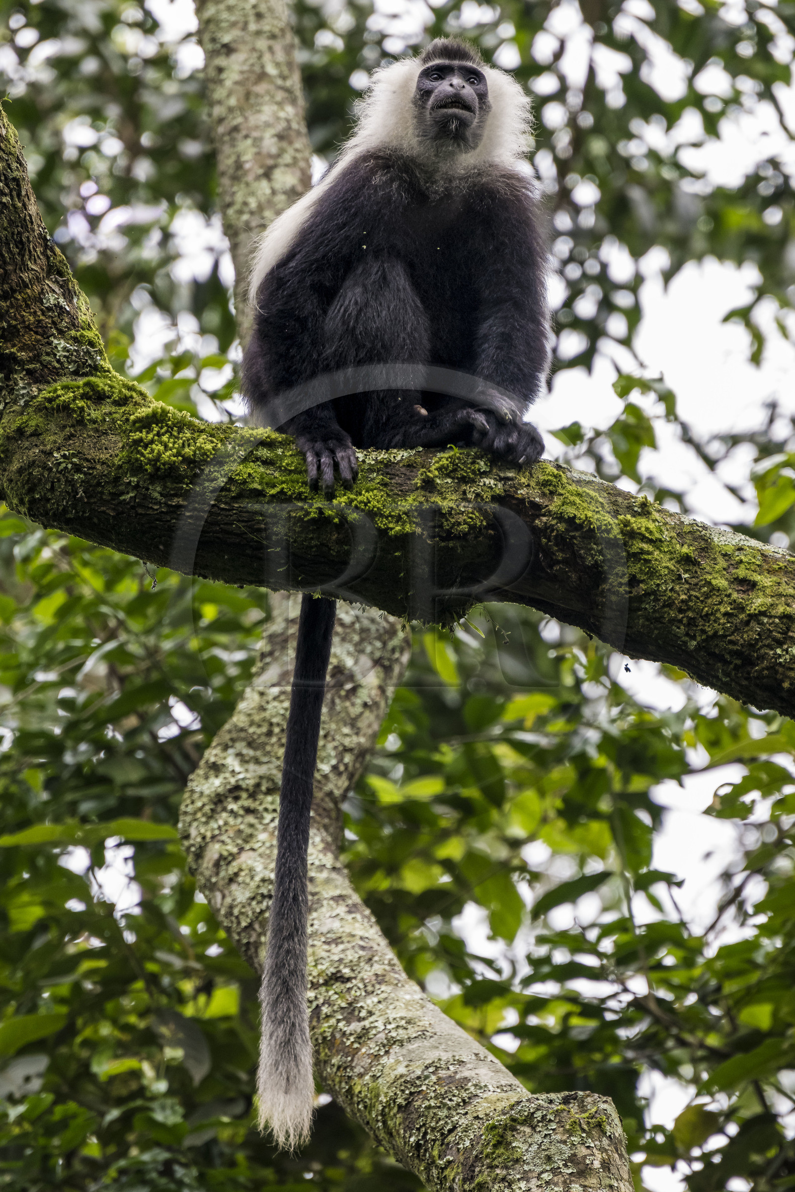 Rwanda, Western Province, Gisakura, Nyungwe National Park, Ruwenzori colobus (Colobus angolensis ruwenzorii) during a walking safari in the natural rainforest