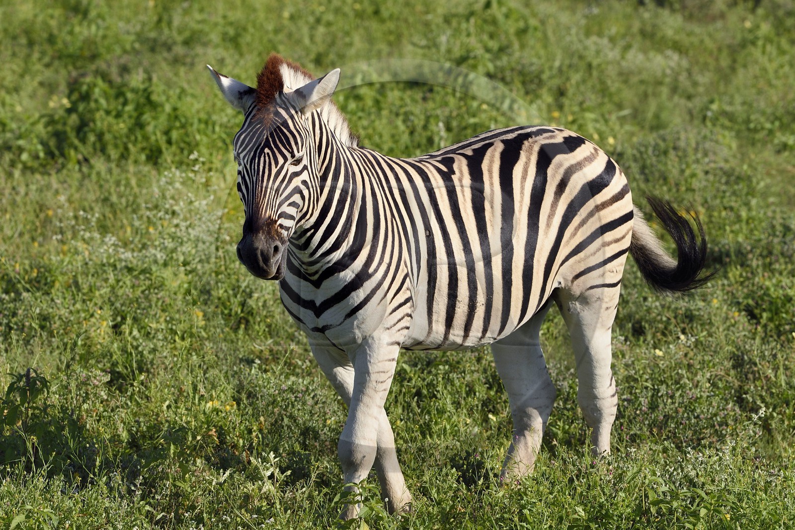 Namibie, région de Oshikoto, Parc National d'Etosha, zèbre de Burchell (Equus burchellii)