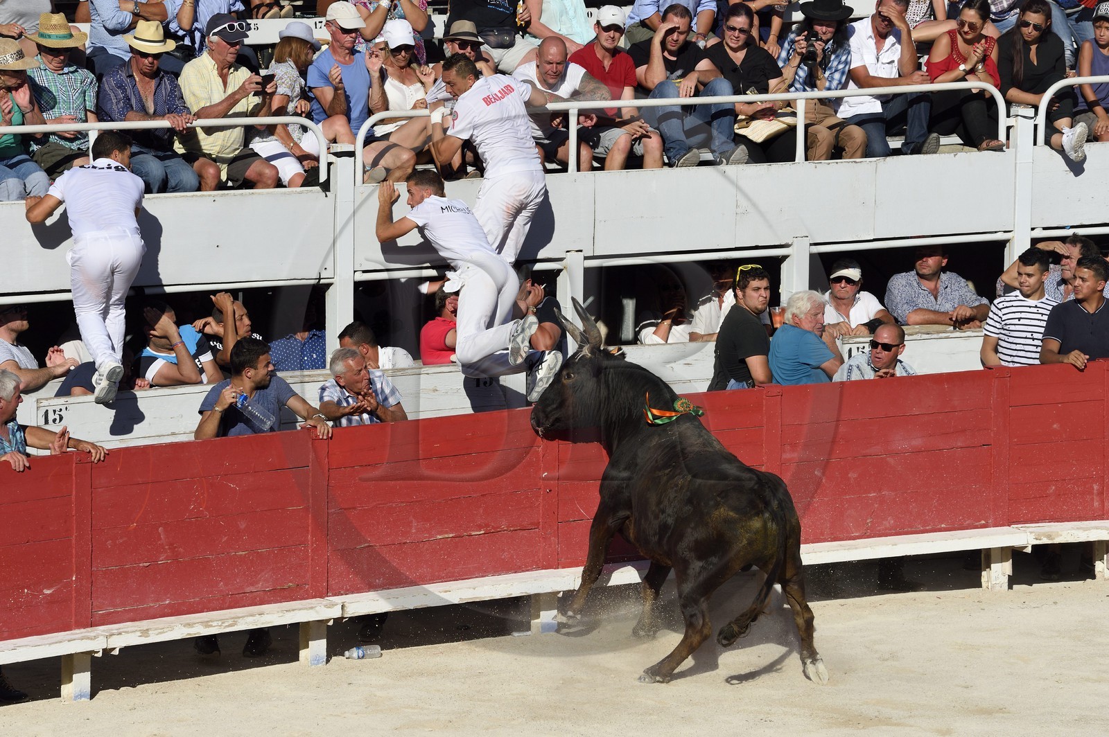 France, Bouches-du-Rhône (13), Arles, la course camarguaise  de la Cocarde d'Or aux Arènes