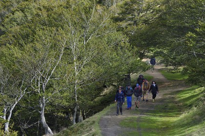 France, Pyrenees Atlantiques, Basque Country, Camino de Santiago (the Way of St. James) on the GR 65 between Saint Jean Pied de Port and Roncesvalles, pilgrims crossing a forest on the slopes of the Leizar Atheka