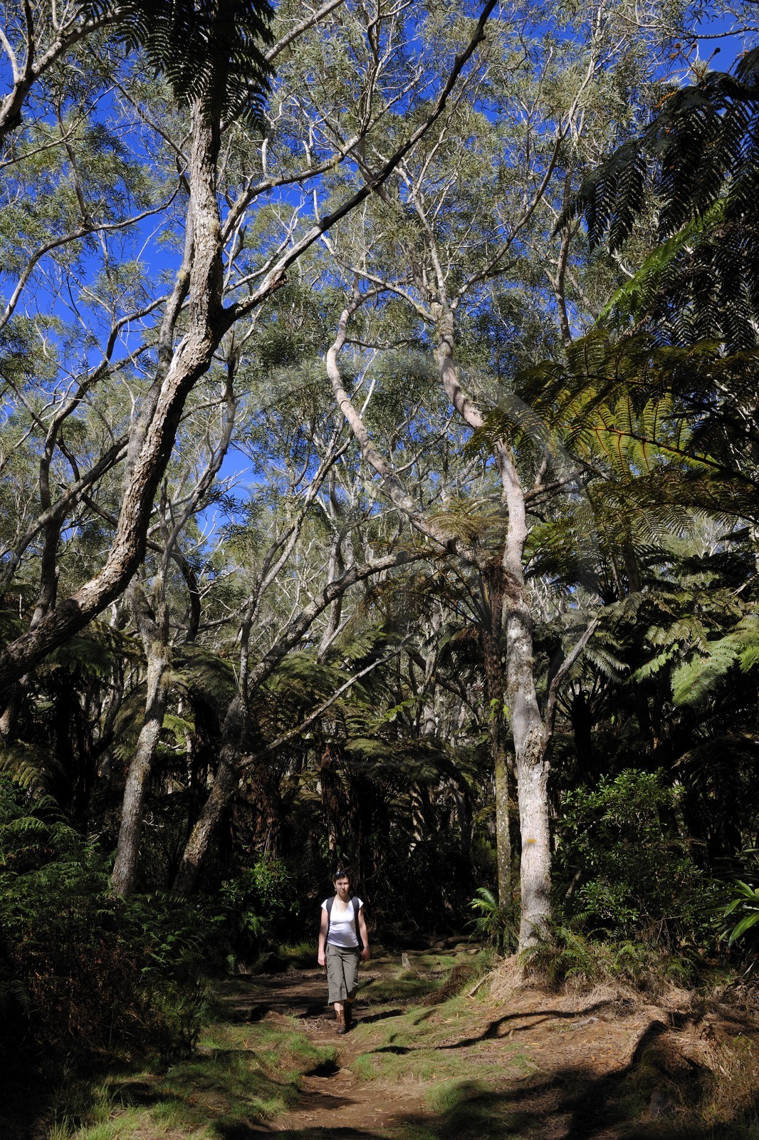 France, île de la Réunion, randonneurs en forêt de Bélouve