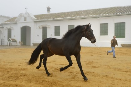 Espagne, Andalousie, province de Séville, Utrera, Finca El Pinganillo, le haras de la propriété, entrainement d'un Pure race espagnole ou PRE (Pura Raza Espanola)