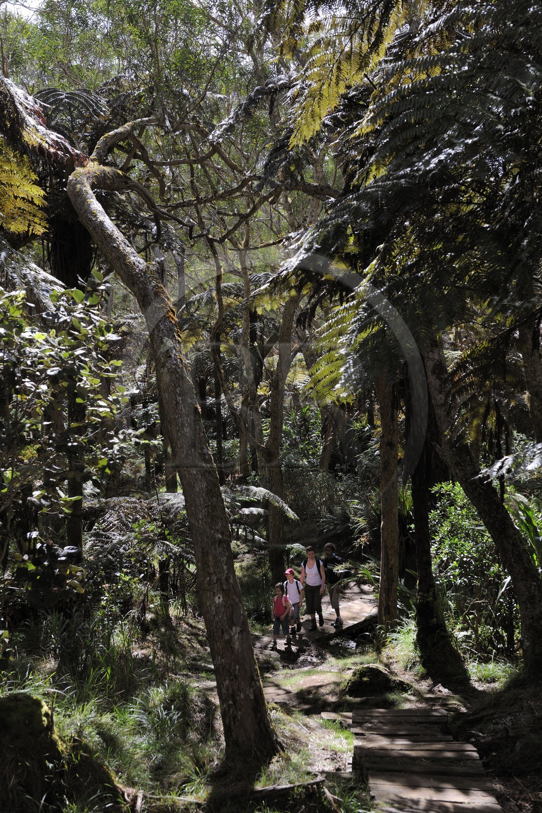 France, île de la Réunion, randonneurs en forêt de Bélouve