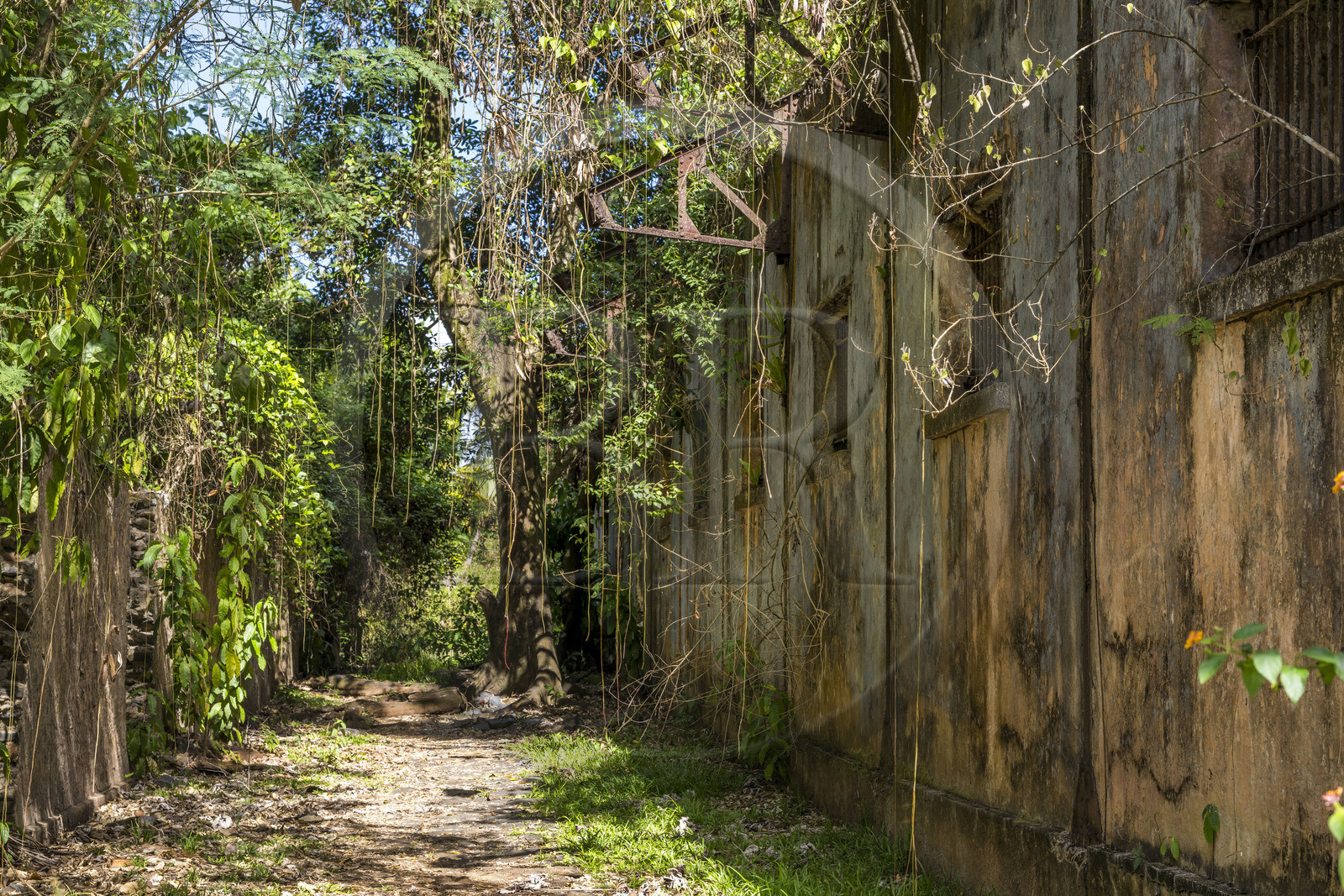 France, Guyane, Kourou, Iles du Salut, l'Ile Saint-Joseph, ruine du bagne consacré à la réclusion des prisonniers les plus difficiles