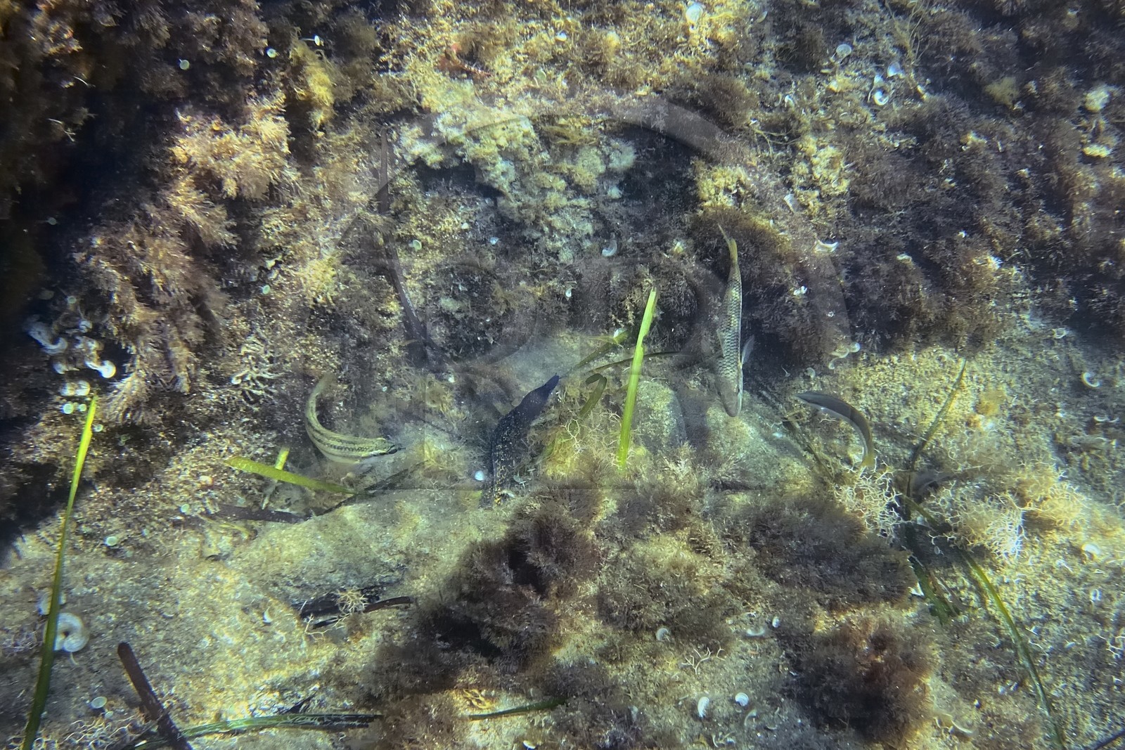 France, Var, Le Rayol Canadel sur Mer, Domaine du Rayol, Jardin des Mediterranees, Conservatoire du Littoral Estate compulsory mention, the marine path, a young moray eel surrounded by fish