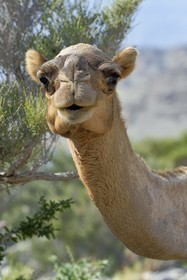 Sultanat d'Oman, gouvernorat de Al-Batina du Sud, Hajar occidental, Wadi Mistall, village de Ghubrah, dromadaire