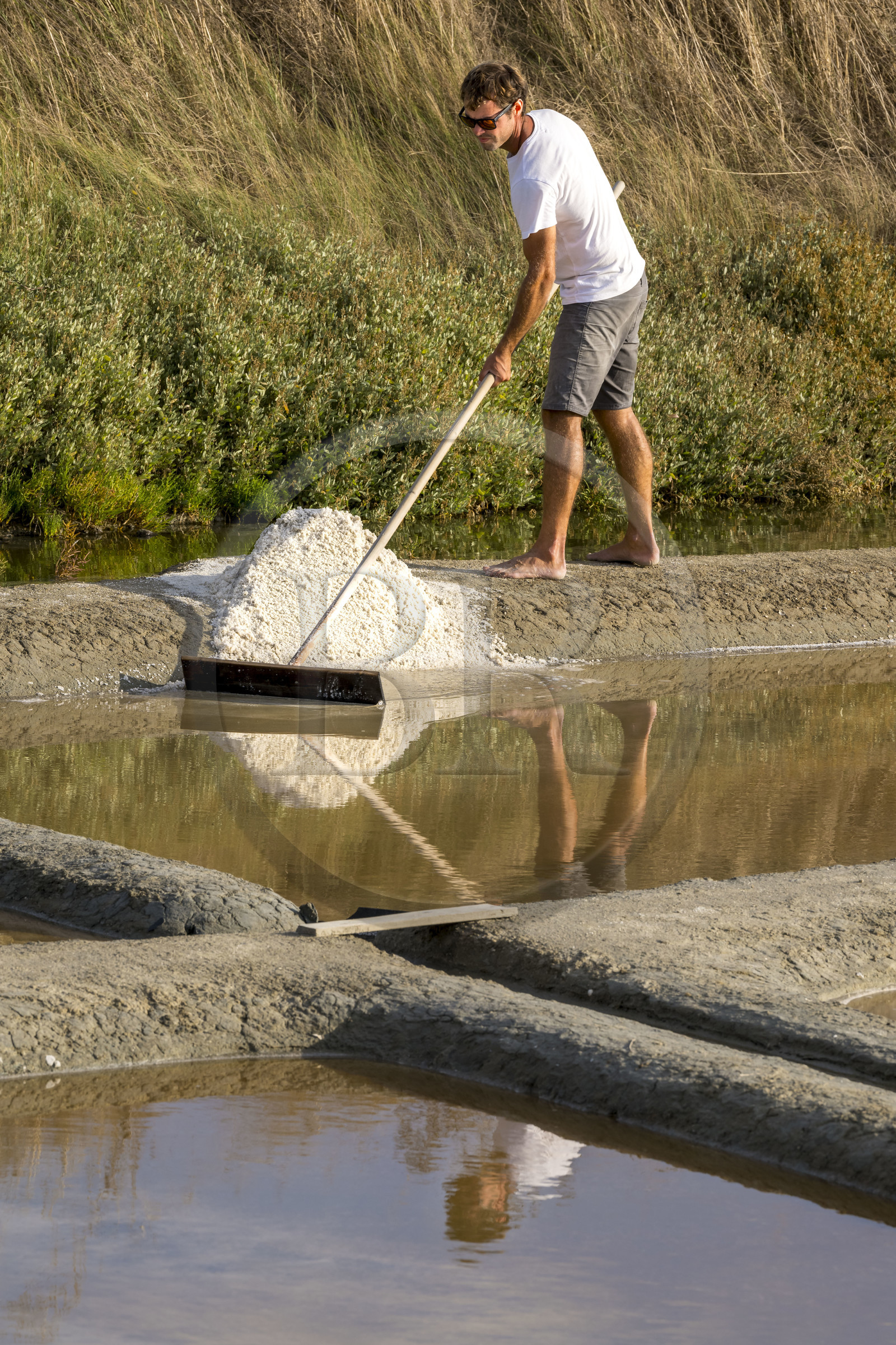 France, Vendée (85), Les-Sables-d'Olonne, les Marais Salants de L'Ile d'Olonne, le paludier Damien Merceron récoltant le sel dans la salorge de la Vertonne