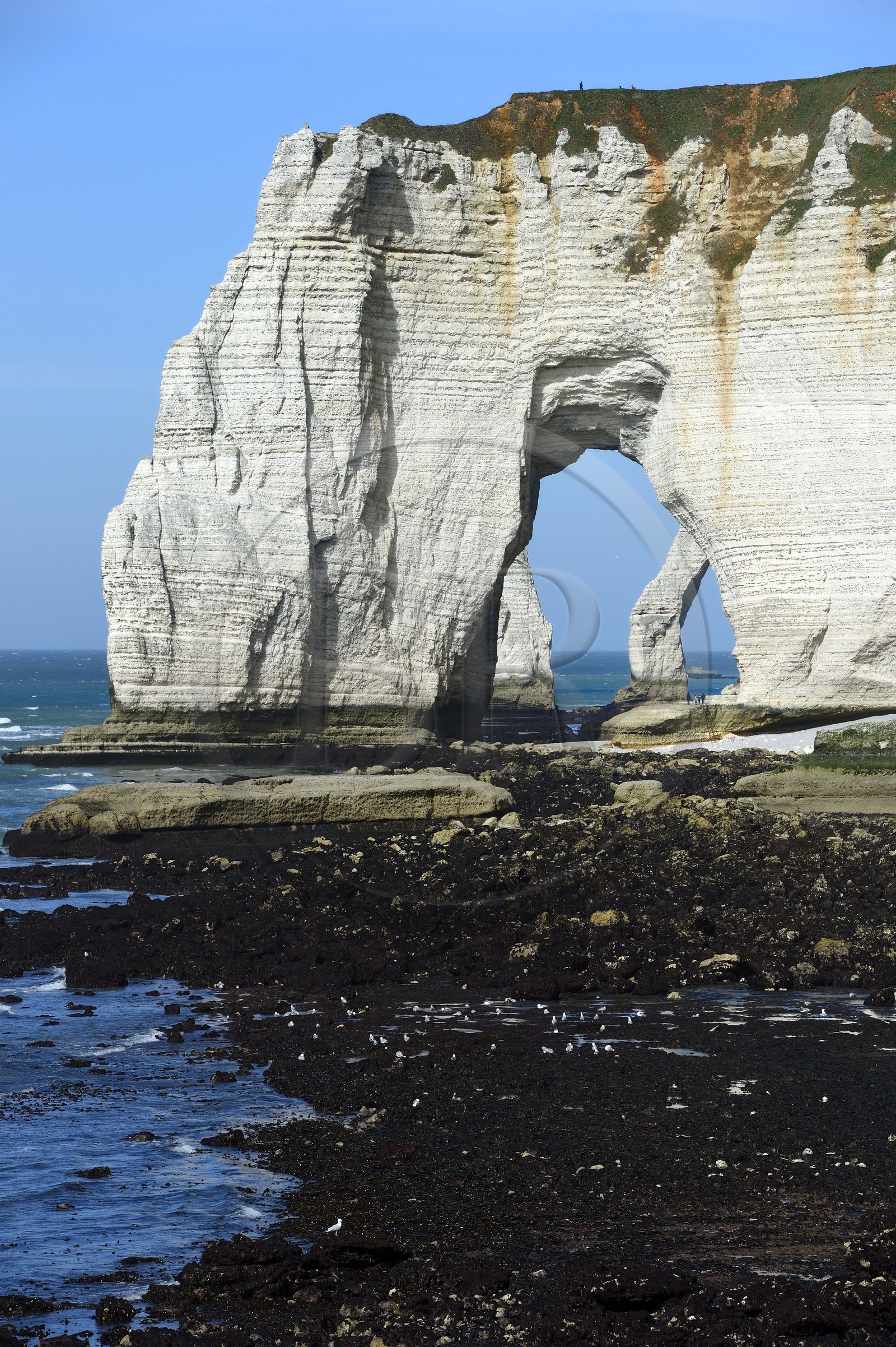 France, Seine-Maritime (76), Pays de Caux, Côte d'Albâtre, Etretat, la Manneporte vue depuis la pointe de la Courtine à marée basse