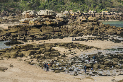 France, Côtes-d'Armor (22), Côte de Granit Rose, Trébeurden, Ile Millau, l'ile est uniquement accessible à pied et à marée basse depuis la pointe du Castel