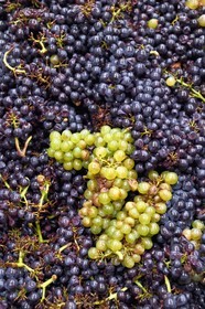 France, Haut-Rhin (68), Route des vins d'Alsace, Bergheim, Domaine viticole Marcel Deiss, fermentation du raisin dans une grande cuve